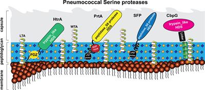 Pneumococcal Extracellular Serine Proteases: Molecular Analysis and Impact on Colonization and Disease